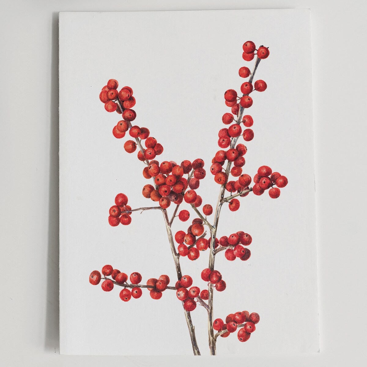 Plakat Ostrokrzew Okółkowy 30x40cm