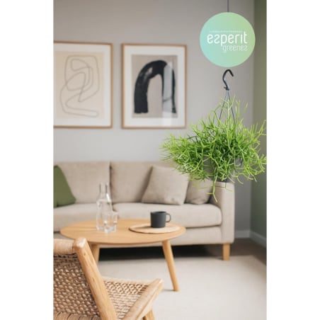 Rhipsalis heteroclada–roślina wisząca – doniczka Ø 17 cm – wysokość 25 cm