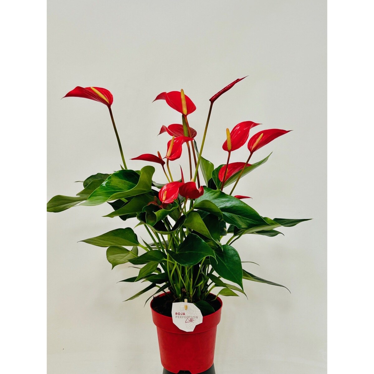 Anthurium XXL Banderola Roja-czerwony kwiat-doniczka 14 cm wysokość 60cm