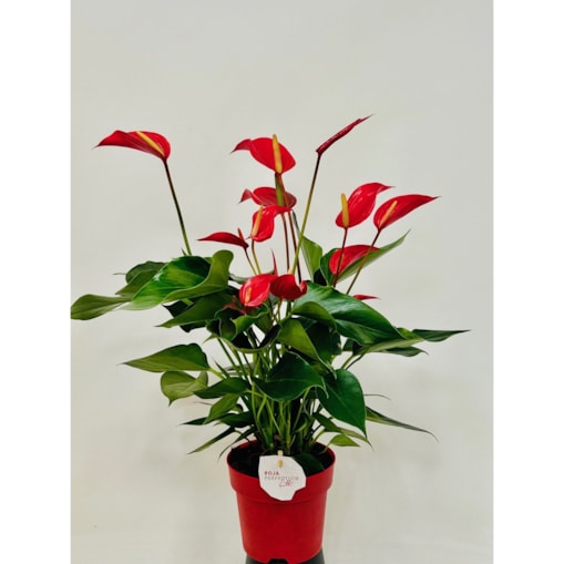 Anthurium XXL Banderola Roja-czerwony kwiat-doniczka 14 cm wysokość 60cm