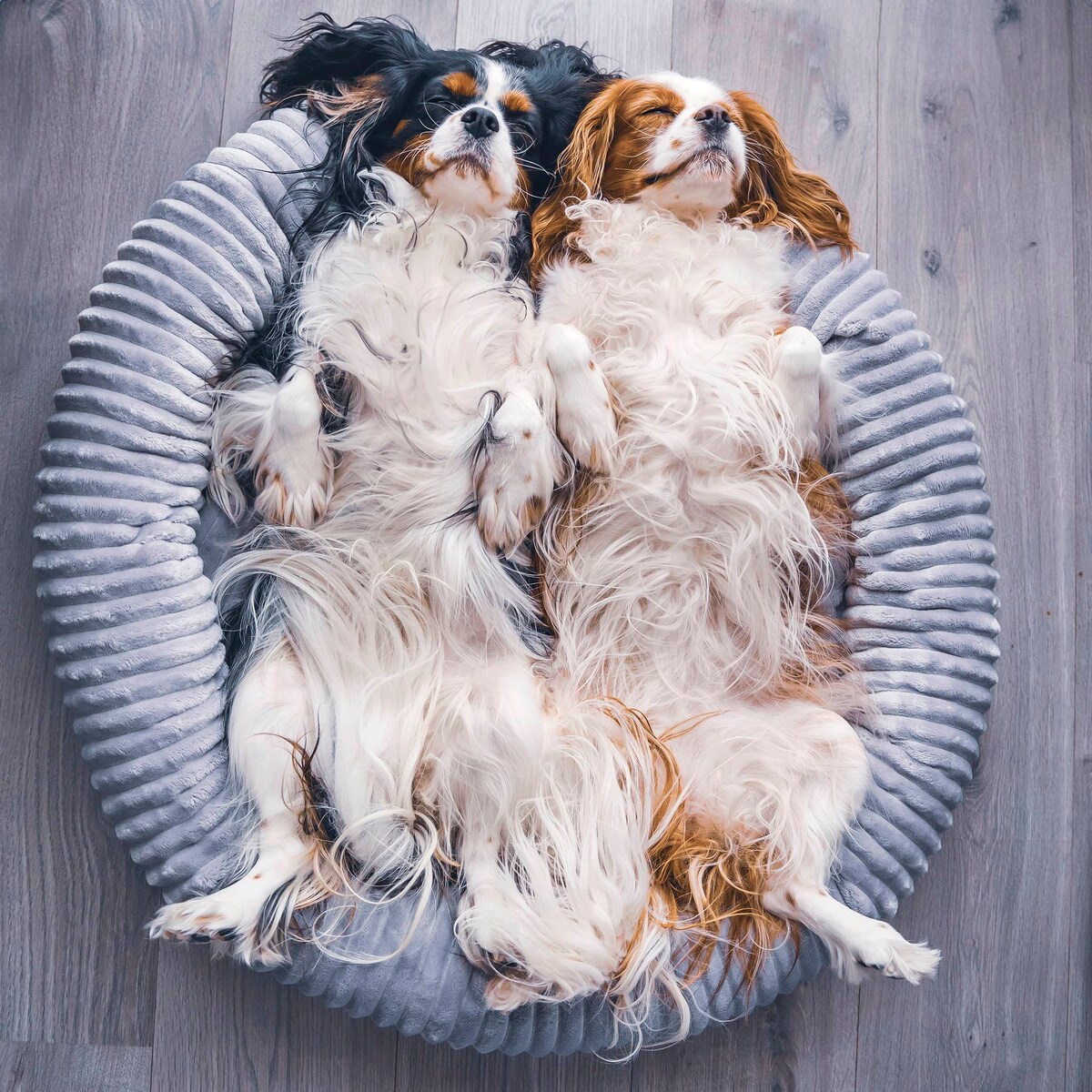 Urocze legowisko dla psa lub kota LUNA, 55x50 cm, Grafit