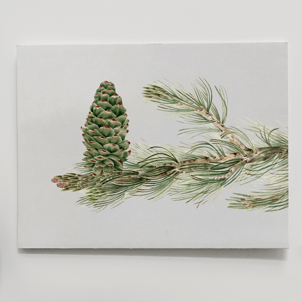 Plakat Gałązka Sosny z Szyszką 21x30cm