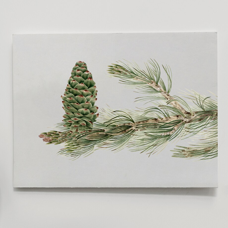 Plakat Gałązka Sosny z Szyszką 21x30cm