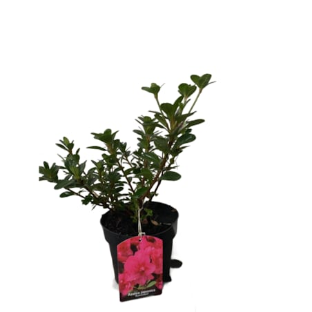 Azalia japońska-Azalea Rubinstern Doniczka Ø 15 cm – Wysokość ok. 35 cm
