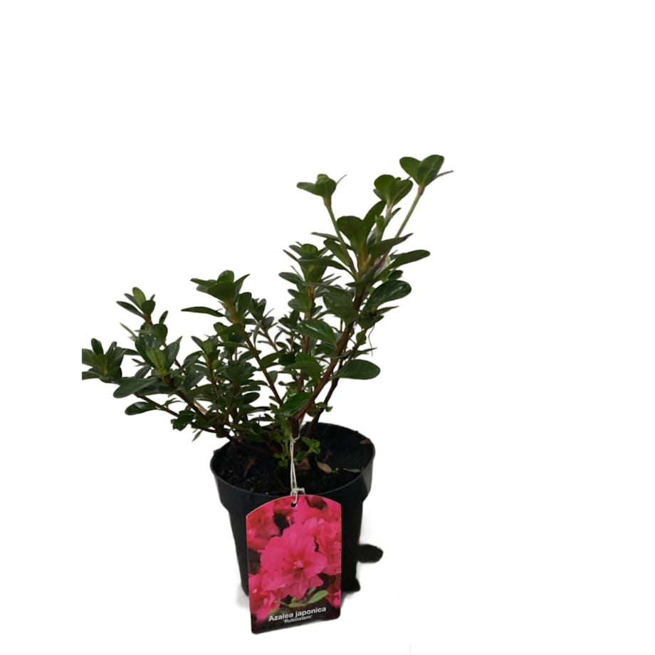 Azalia japońska-Azalea Rubinstern Doniczka Ø 15 cm – Wysokość ok. 35 cm
