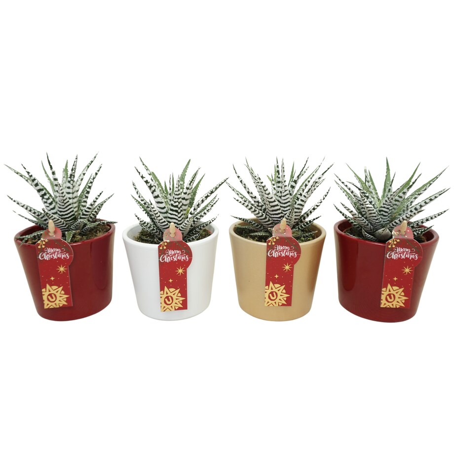 Zestaw 3 roślin Haworthia Fasciata w ceramice Ø8,5 cm | Wysokość 16 cm