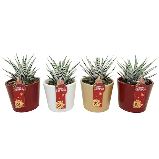 Zestaw 3 roślin Haworthia Fasciata w ceramice Ø8,5 cm | Wysokość 16 cm