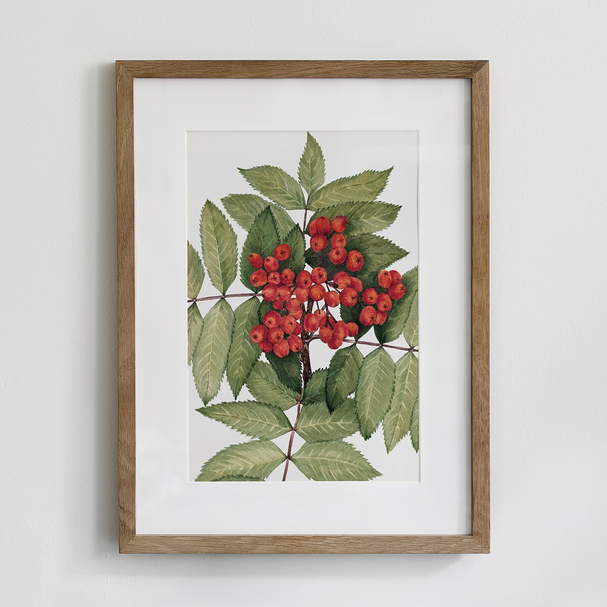 Plakat Jarzębina 21x30cm