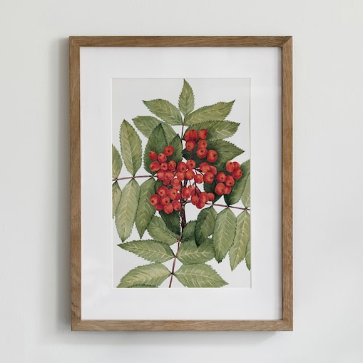 Plakat Jarzębina 21x30cm