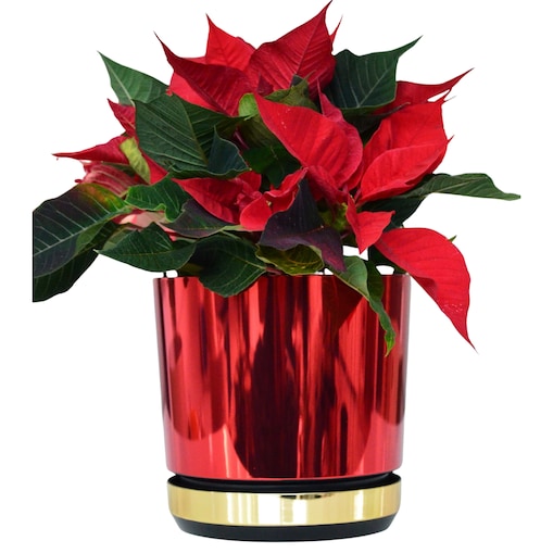 16 cm Doniczka z podstawką Czerwona + Złoty błyszczący wysoki połysk świąteczna do POINSECJI Gwiazdy Betlejemskiej dekoracja do stroików z drenażem wzór DUO/083/011