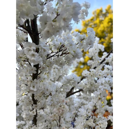Drzewo kwitnącej wiśni z białymi kwiatami 260 cm - duże i wysokie