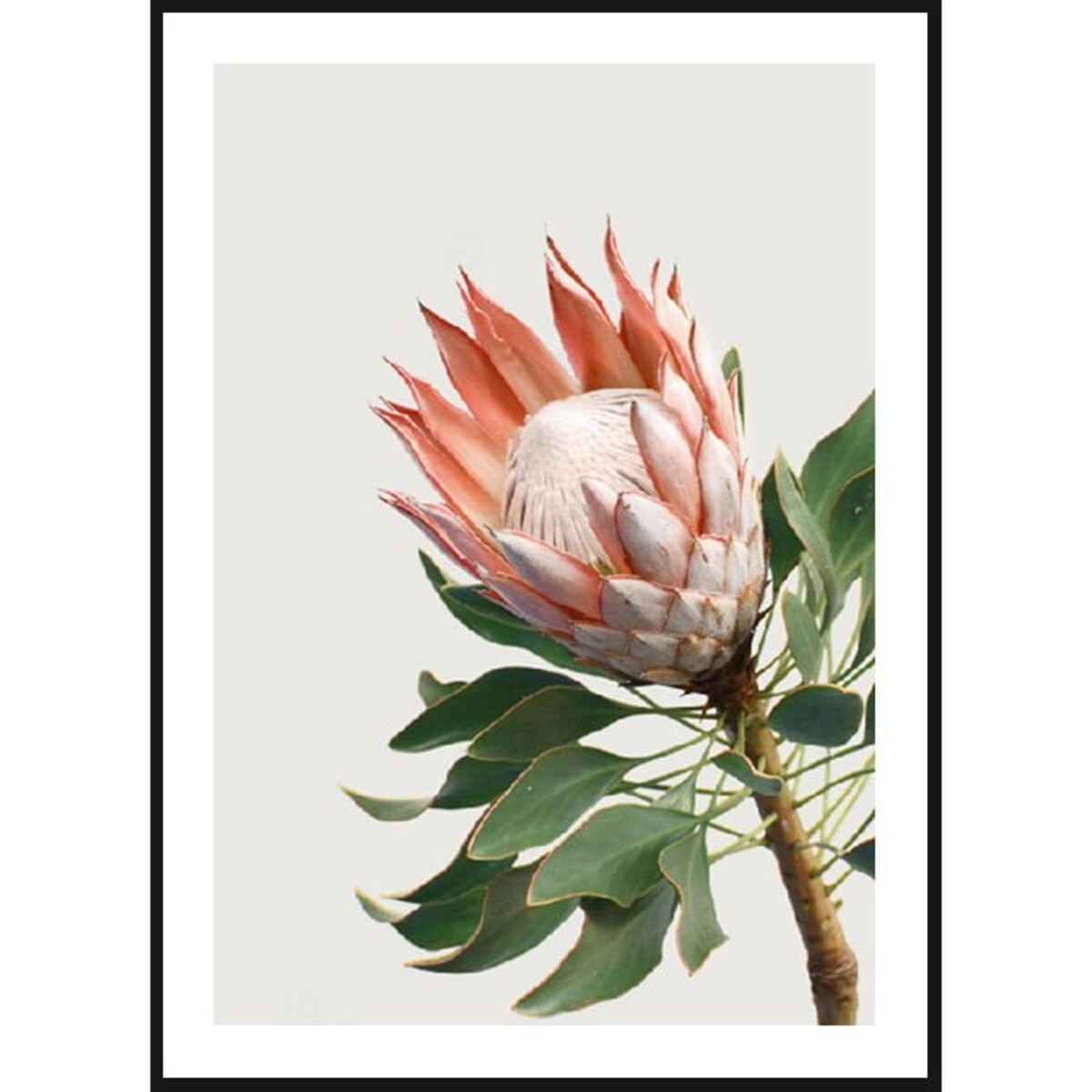 Poster Story, Plakat, Obraz - Protea Królewska, wymiary 70 x 100 cm