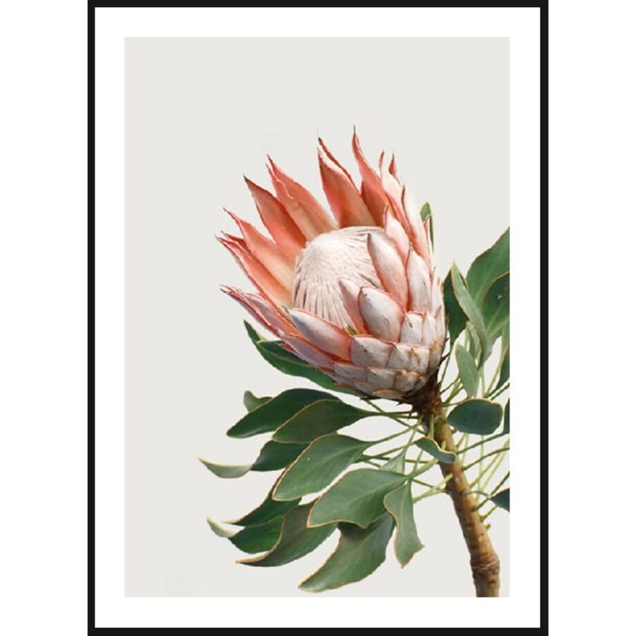 Poster Story, Plakat, Obraz - Protea Królewska, wymiary 70 x 100 cm