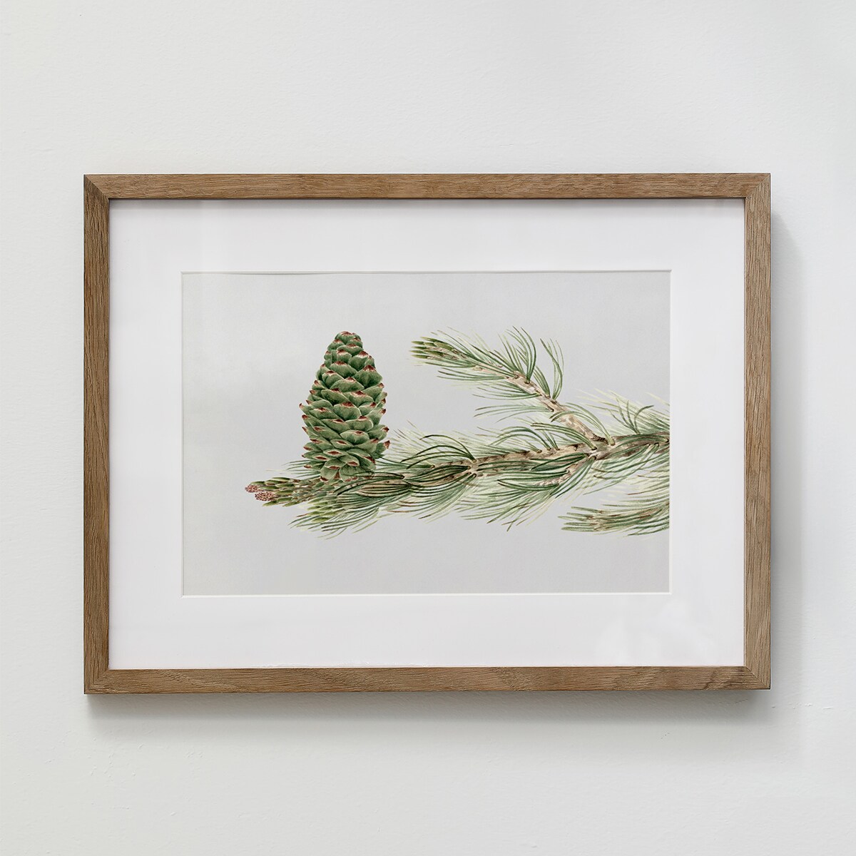 Plakat Gałązka Sosny z Szyszką 21x30cm