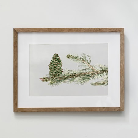 Plakat Gałązka Sosny z Szyszką 21x30cm