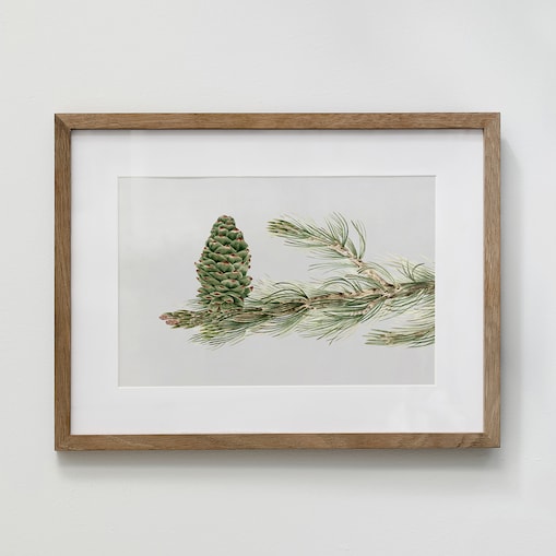 Plakat Gałązka Sosny z Szyszką 21x30cm