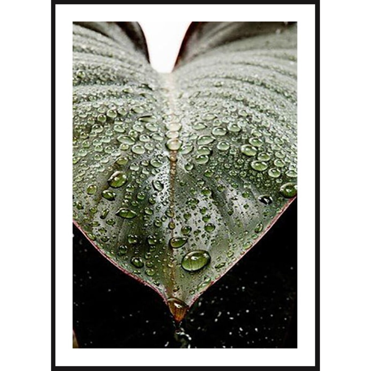 Poster Story, Plakat, Obraz - Krople Rosy, wymiary 60 x 84 cm