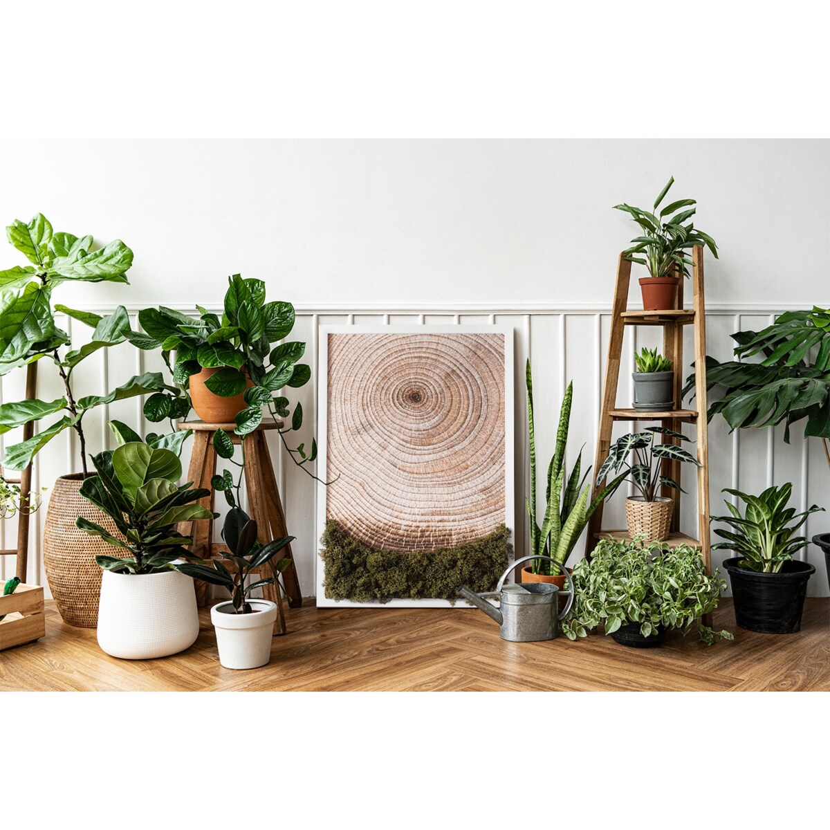 Obraz Słoje drewna - mech chrobotek w białej ramie 40x60cm