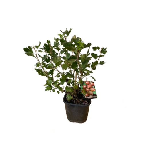 Agrest czerwony-Ribes Hinnonmäki Red Doniczka Ø 19 cm – Wysokość ok. 50 cm