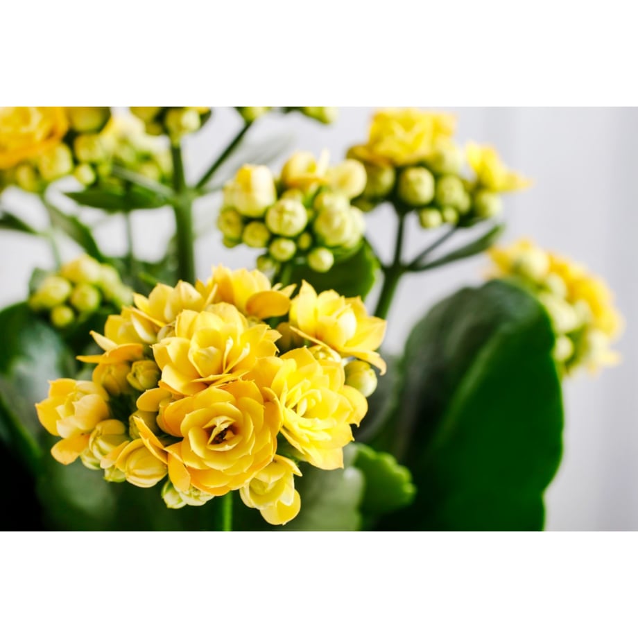 Kalanchoe blossfeldiana Happiness kolor żółty Ø 12cm wysokość 24cm