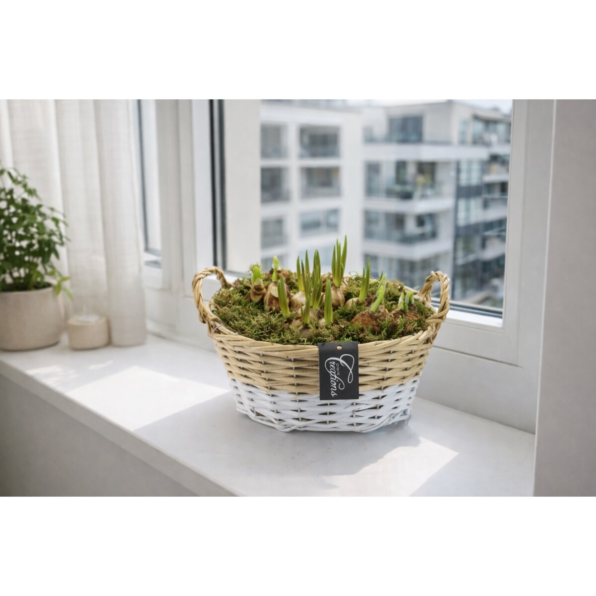 Kompozycja cebulowa doniczka 27cm wysokość 20-40cm - Narcyzy&Muscari