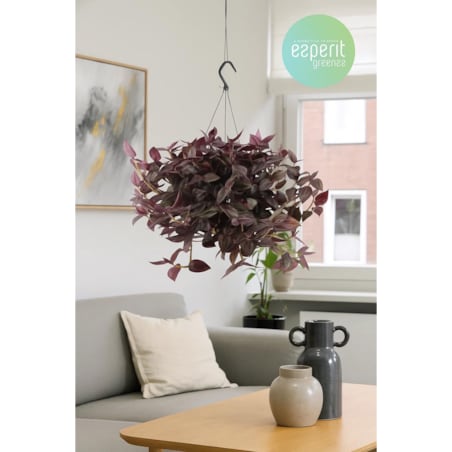 Tradescantia 'Jewel Red'–roślina wisząca – doniczka Ø 17 cm – wysokość 25 cm