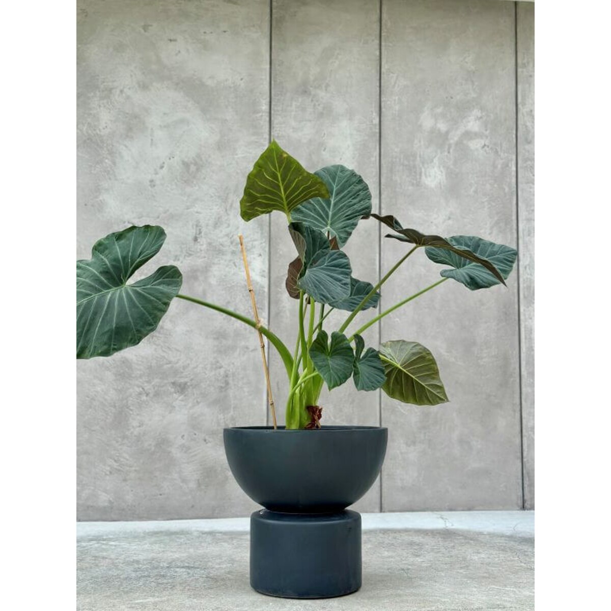 ZESTAW DONICZEK MARETTO