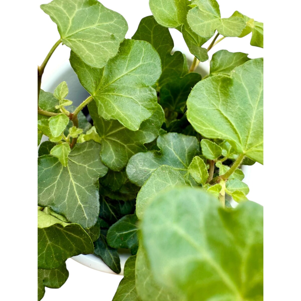 Bluszcz (Hedera) w ceramicznej doniczce – Ø 10 cm – wysokość 33 cm