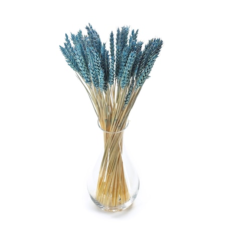 Suszona pszenica błękitna - bukiet suchego zboża 50szt.