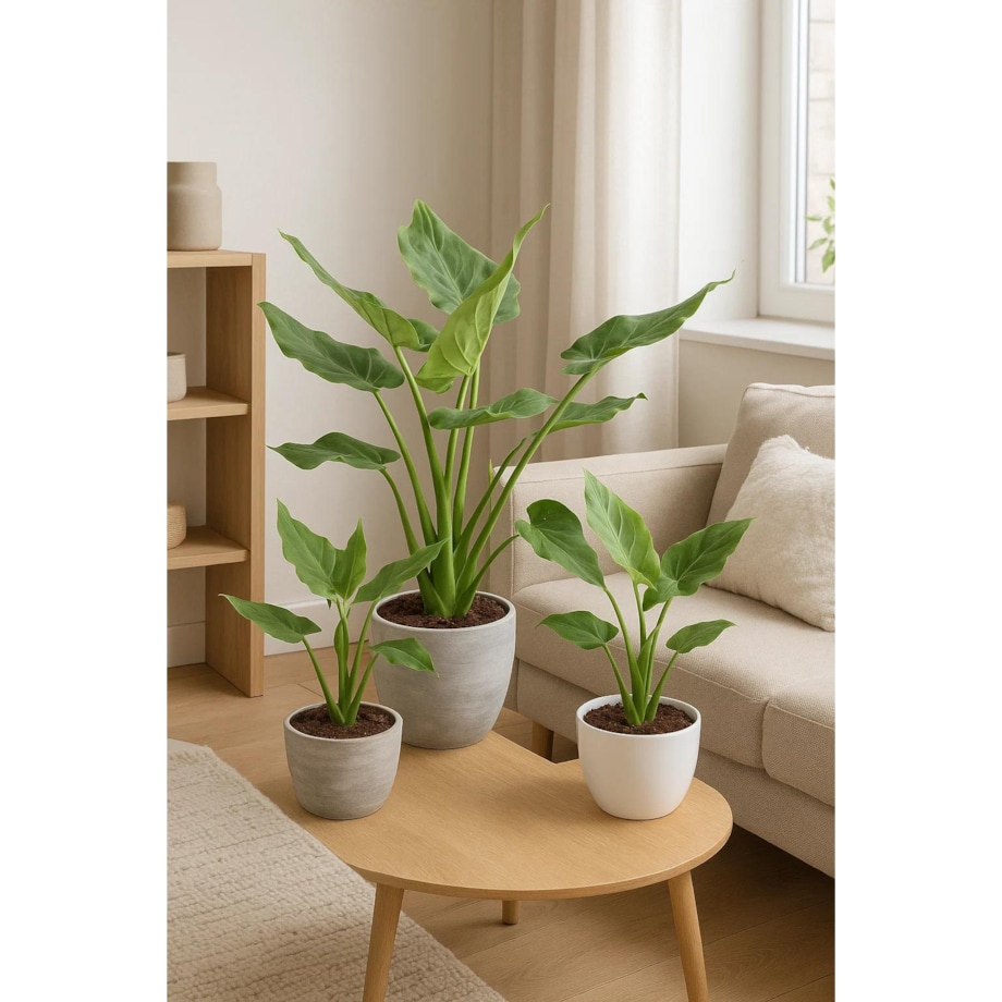 Alocasia cucullata | Doniczka Ø 17 cm | Wysokość ok. 50 cm