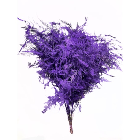 Asparagus Milka – bukiet , 50 szt., wysokość ok. 80 cm, 550–600 g