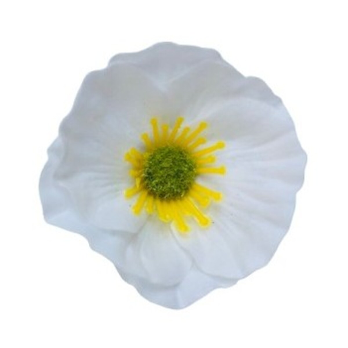 KWIATY MYDLANE biały okrągły główka do stroika bukietu box prezent upominek