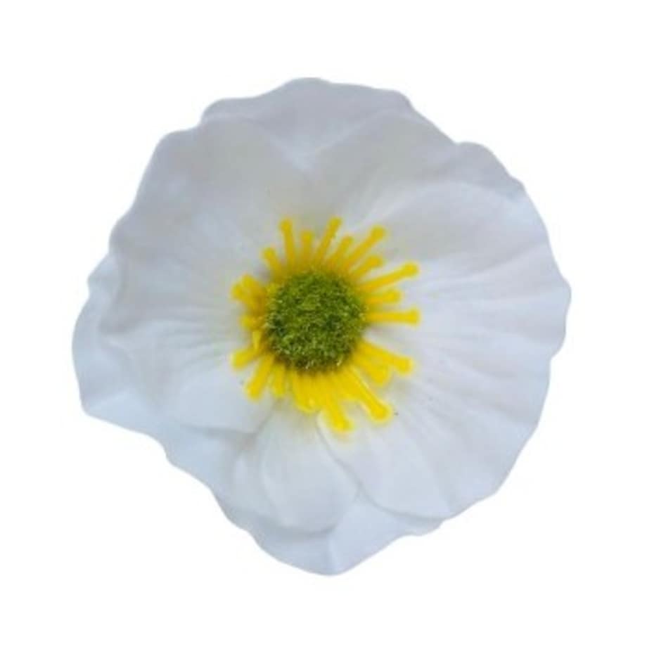 KWIATY MYDLANE biały okrągły główka do stroika bukietu box prezent upominek