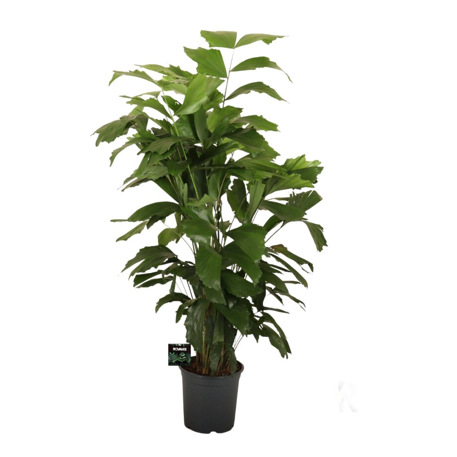 Caryota mitis – Palma rybia ogon XXL | Doniczka Ø 21 cm | Wysokość ok. 120 cm