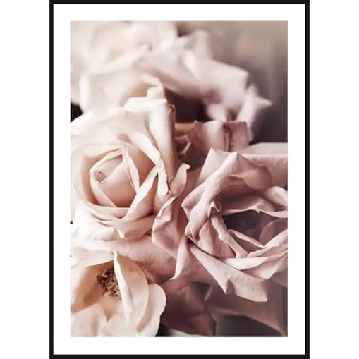 Poster Story, Plakat, Obraz - Piękne Pudrowe Róże, wymiary 42 x 60 cm