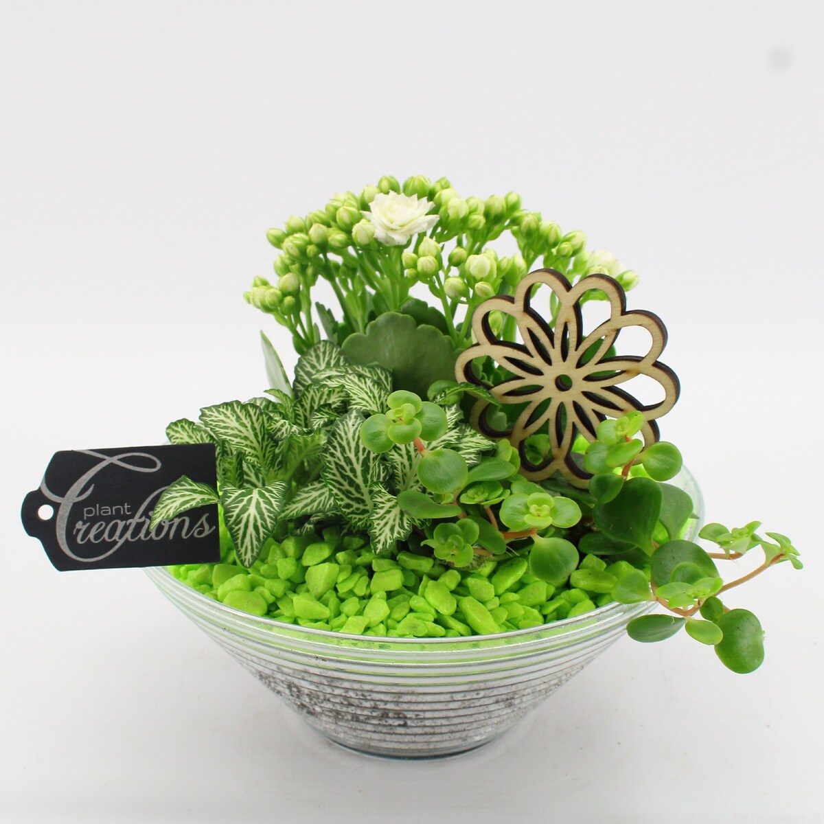 Kompozycja roślinna doniczka Ø 20cm wysokość 20cm