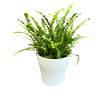 Paproć Nephrolepis w ceramicznej doniczce – Ø 13 cm – wysokość 45 cm