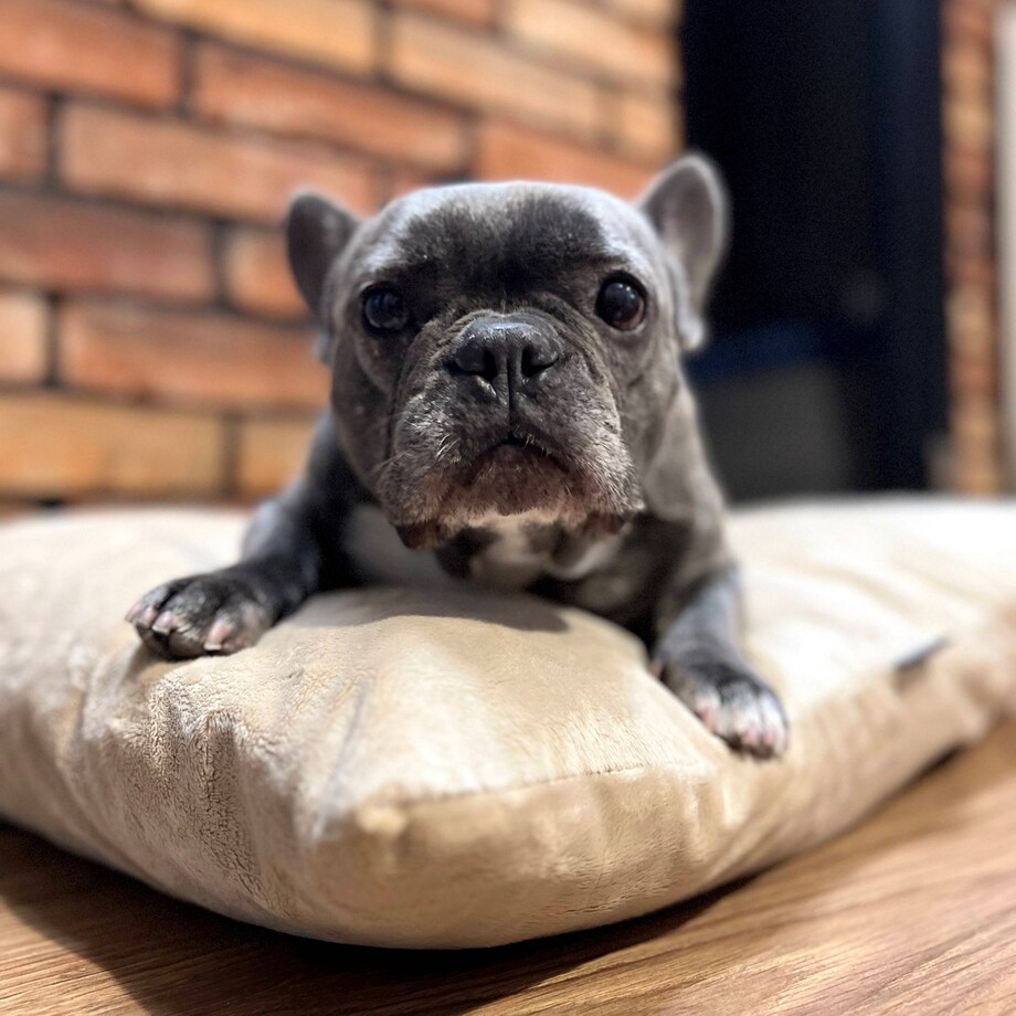 Miękka poduszka dla psa MALIBU, 60x50 cm, Beż