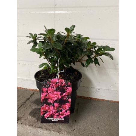 Azalia japońska-Azalea Melina Doniczka Ø 15 cm – Wysokość ok. 35 cm