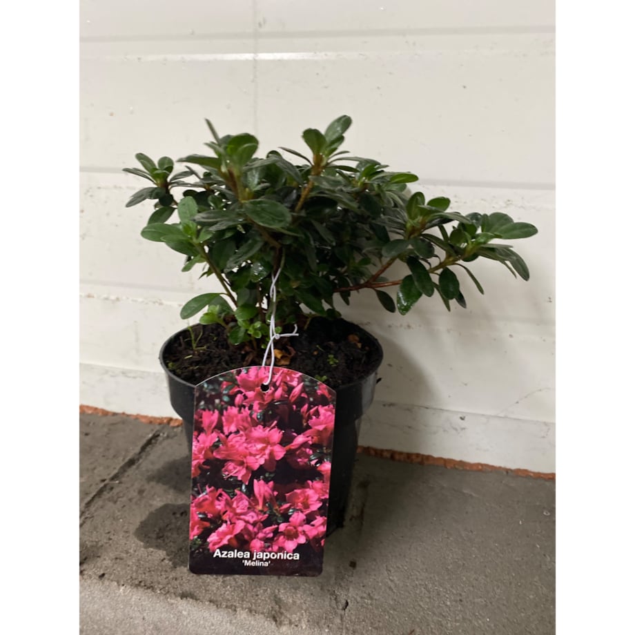 Azalia japońska-Azalea Melina Doniczka Ø 15 cm – Wysokość ok. 35 cm