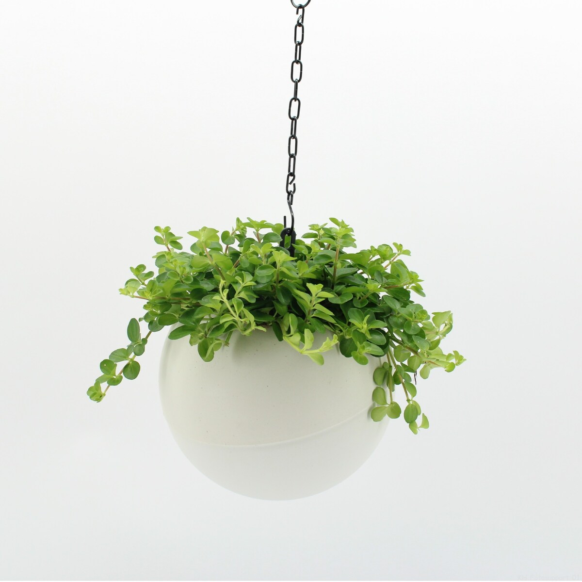 Roślina wisząca XXL-Peperomia doniczka 20cm wysokość 25cm
