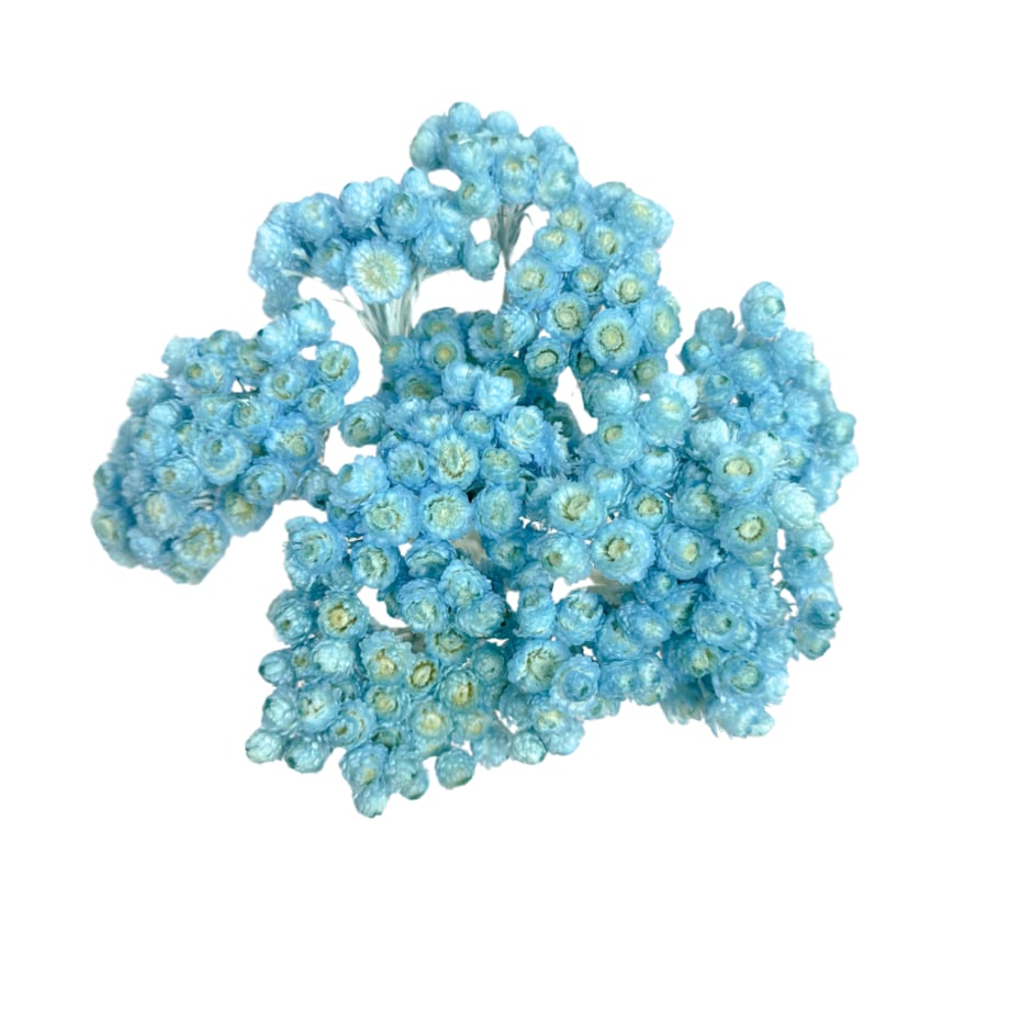 Kocanka piaskowa niebieska (Helichrysum) - suszone kwiaty