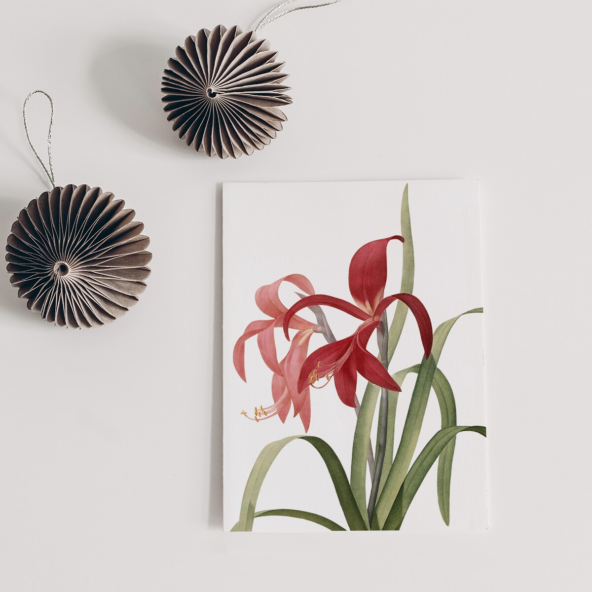 Plakat Amaryllis w Czarnej Ramce