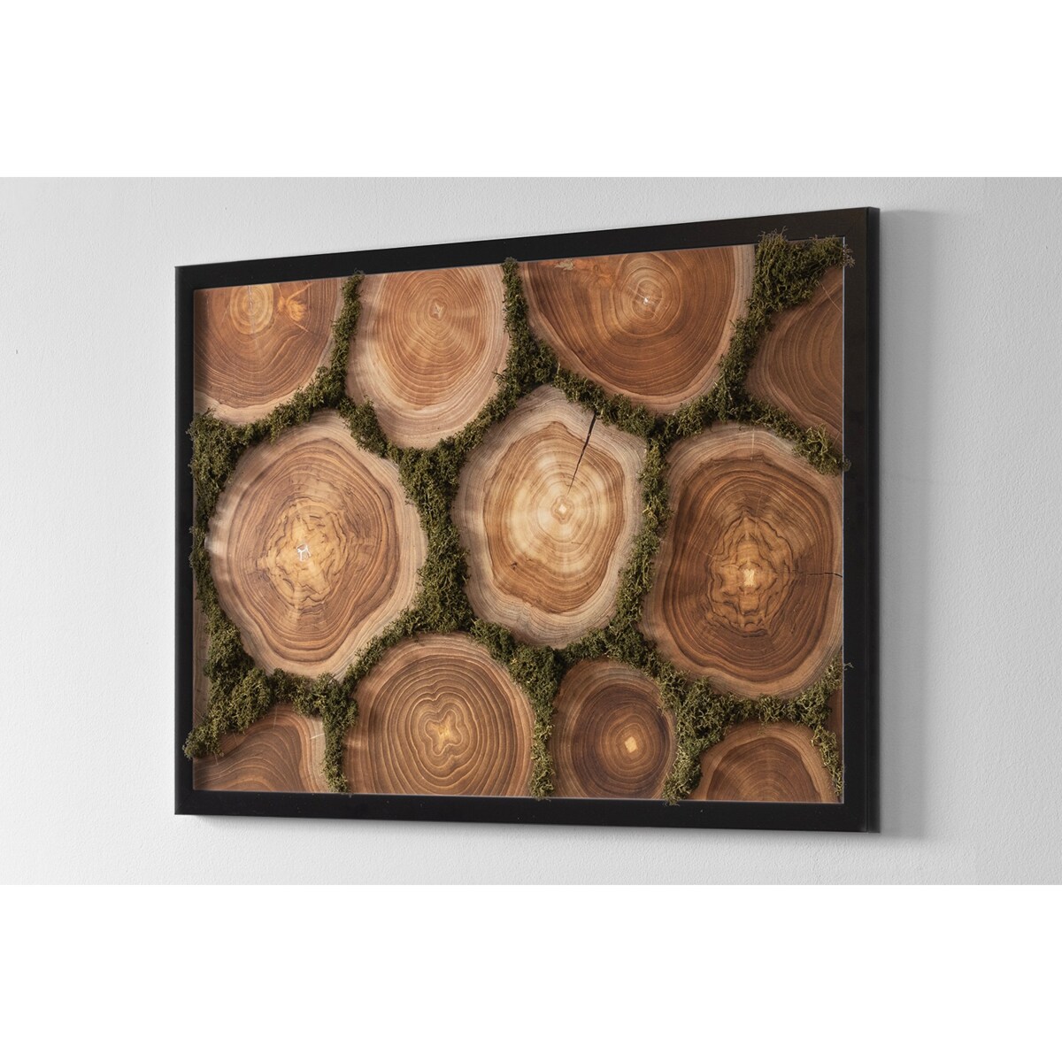 Obraz Przekrój pnia - mech chrobotek w czarnej ramie 60x40cm