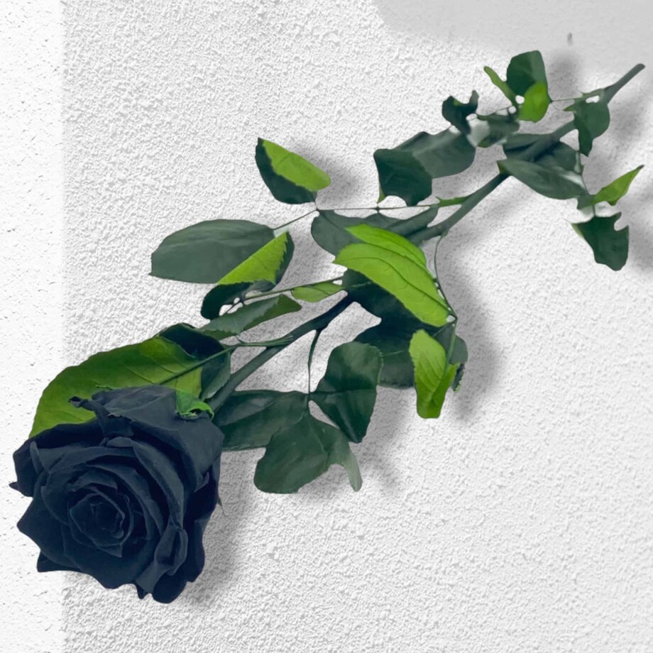 Czarna Wieczna Róża na Łodydze 50 cm