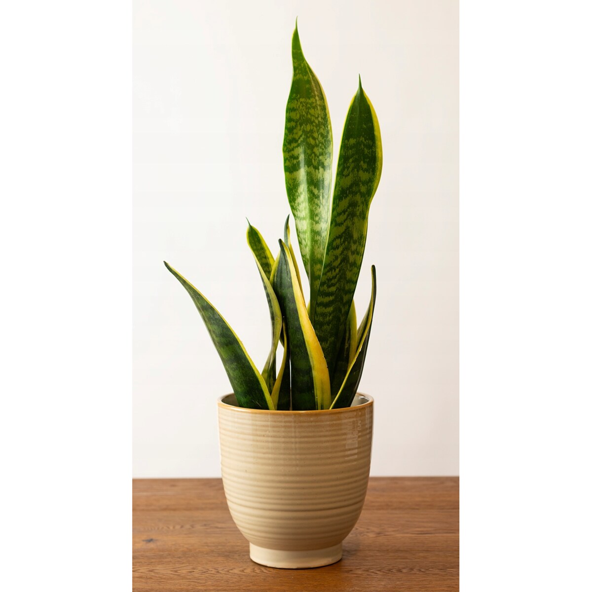 DONICZKA OSŁONKA CERAMICZNA BEŻOWA 17cm WYSOKA połysk okrągła do salonu