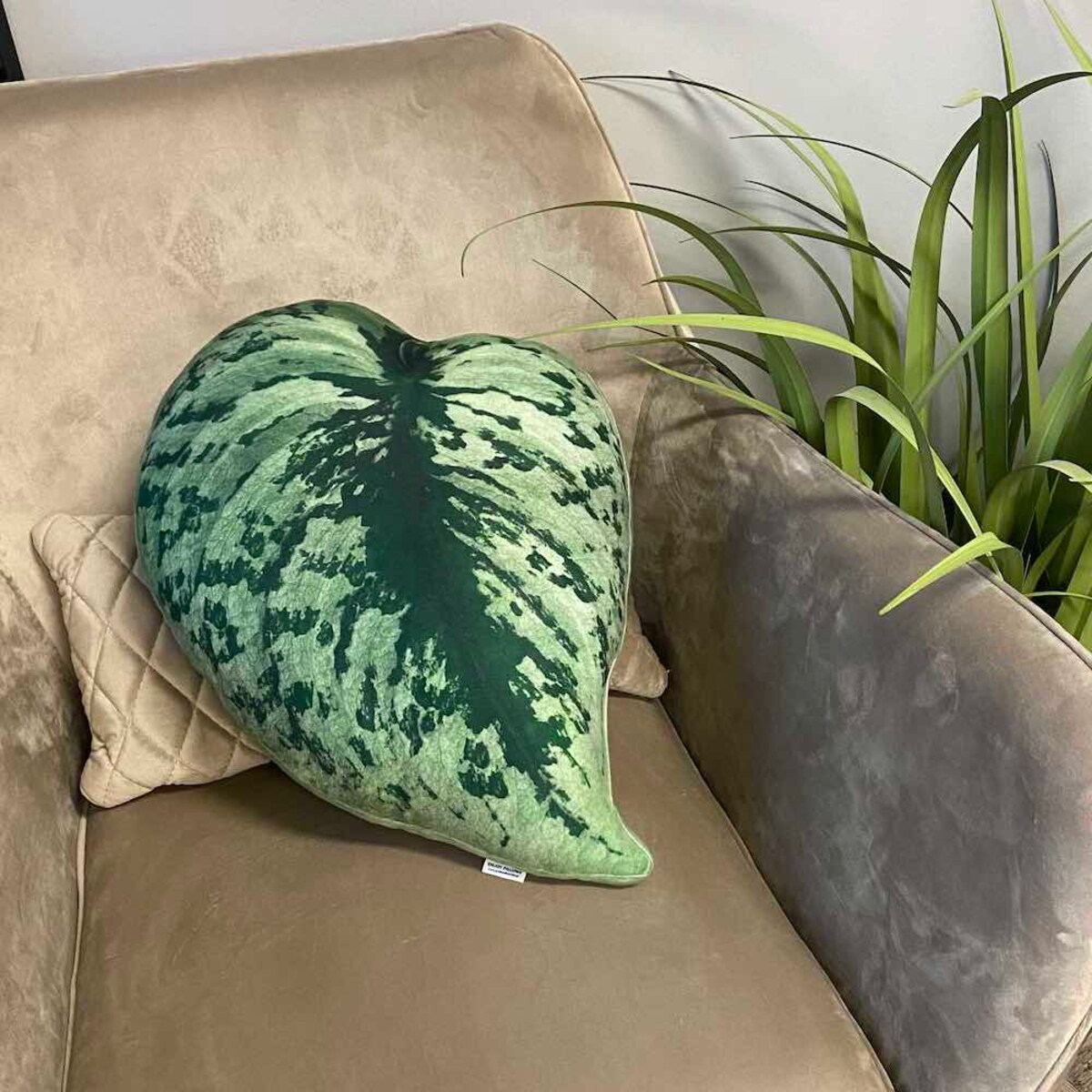 Poduszka liść Scindapsus Pstry Exotica