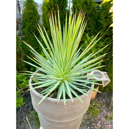 Agave nana – doniczka terakota Ø 15 cm – wys. 25 cm
