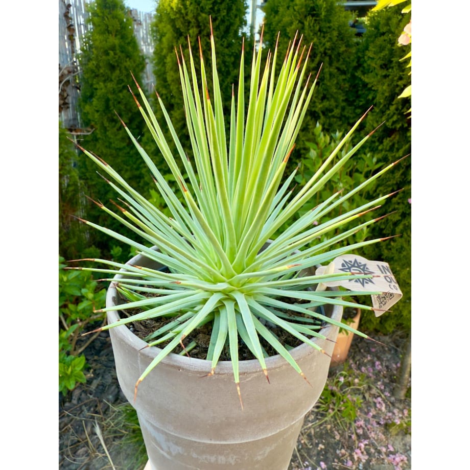 Agave nana – doniczka terakota Ø 15 cm – wys. 25 cm
