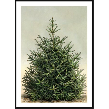 Poster Story, Plakat, Obraz - Gęsta Żywa Choinka, wymiary 60 x 84 cm